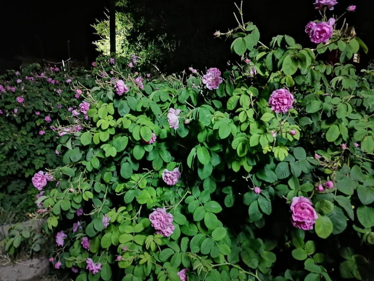 Bayt Alhagar Residance بيت الحجر للضيافة الجبل الأخضر Villa Hayl Yaman Buitenkant foto